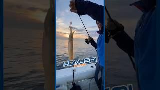 🟠 𝗛𝗼𝗸𝘂𝘀𝗮𝗶 𝗶𝗻 𝗮𝗰𝘁𝗶𝗼𝗻 🟠 #fishing #colmic #action #pesca #fishingvideo