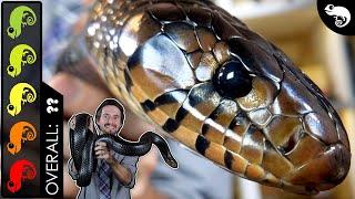 Eastern Indigo The Best Pet Snake?