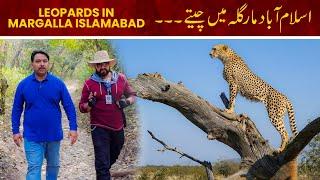 Leopards in Margalla Hills National Park  Islamabad