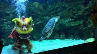 Underwater Lion Dance at Aquaria KLCC CNY 2016