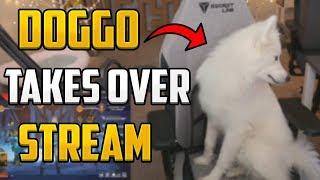 Anilitys Dog Takes over her Stream Does he do a Better Job?  Apex Legends Highlights #15