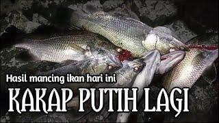 MANCING IKAN KAKAP PUTIH  BARRAMUNDI di tambak ‼️ hasil mancing hari ini