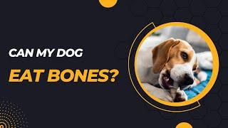 Can My Dog Eat Bones? Unveiling The Truth