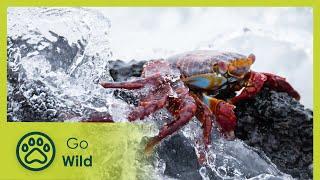 In the Grip of the Ocean  Wild Galapagos 12  Go Wild