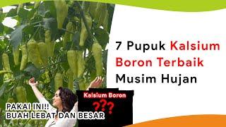 7 Pupuk Kalsium Boron Pelebat Buah dan Pencegah Penyakit Musim Hujan