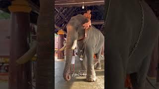 നാടൻ അഴക് കടവൂരാൻ #youtubeshorts #keralaelephant #elephant #travel #arikombanelephant #elaphant