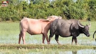 Unbelievable White Buffalo Vs Black Buffalo - The Real Life Of Buffalo In Cambodia