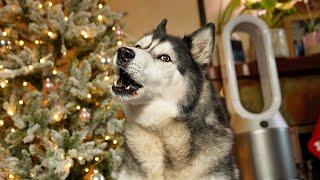 Arguing With My Husky About What He Wants For Christmas