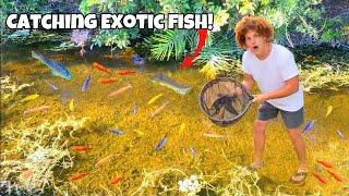 I Found Creek FILLED With Exotic AQUARIUM FISH