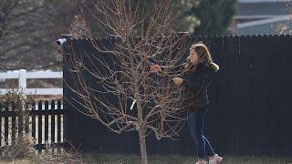 Pruning Fruit Trees ️Modified Central Leader Method & Pear Espalier