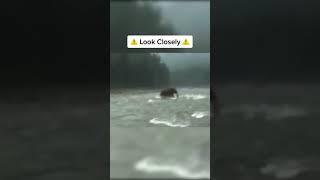 Woolly Mammoth Caught On Camera  #shorts #scary