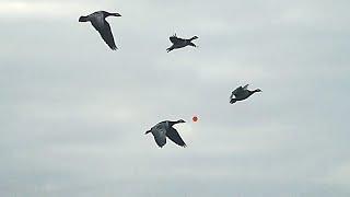 Goose hunting - 13 birds Cowabunga
