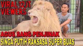 THE LION WHISPERER FROM INDONESIA - AGUS SANG PENAKLUK SINGA PUTIH RAKSASA YANG BUAS