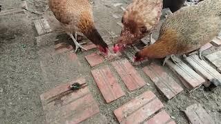 Chicken eat feed