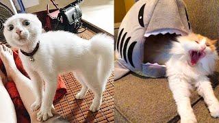 FUNNIEST CAT AND DOG VIDEOS 2023