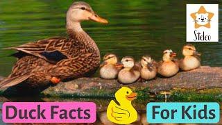 DUCKS for Kids  15 duck facts for kids and toddlers YOU DIDNT KNOW