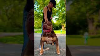 BIG BONE BONES #xlbully #dogbreed #shortsvideo