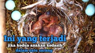 Ini yang terjadi kalau kedua anakan burung kedasih dalam satu sarang