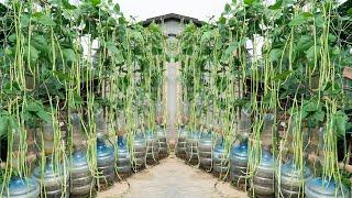 I planted a garden of beans in plastic bottles the beans are big and long