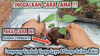 Cara menanam cabe anti gagal - langsung tumbuh tanpa layu tanpa sulam bibit