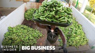 Why The World’s Most Popular Banana May Go Extinct  Big Business