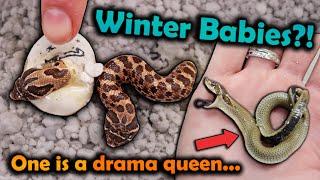 Hognose Snake Babies Hatching in Winter