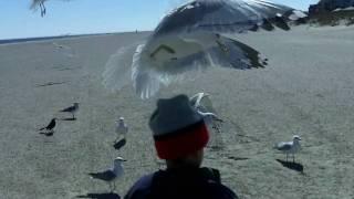 Seagull Snack