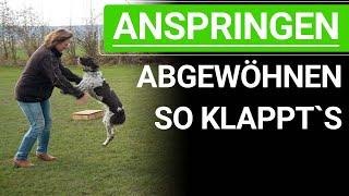  Wie du deinem Hund das Anspringen abgewöhnen kannst ️ Praxisvideo ️