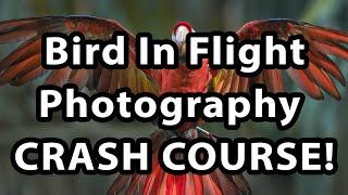 Bird In Flight Photography - Crash Course