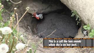Guinea Fowl Hen Sounds & Nest Calls