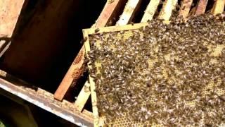 Бджоломатка знято в ліпшій якості
