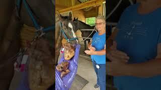 The Biggest horse bean in the world. Sheath cleaning your horse #horsecare #sheath #horsebean