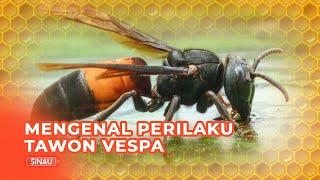 Mengenal Perilaku Tawon Vespa Affinis yang Sengatannya Berbahaya