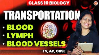 Transportation  * BLOOD *LYMPH * BLOOD VESSELS  Class 10 TS AP CBSE SSC Biology 2025  Sunaina