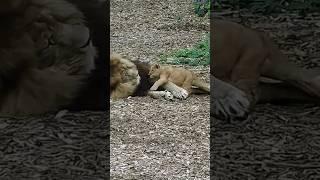 Lion cub - Wakes his father #shorts#baby#lion