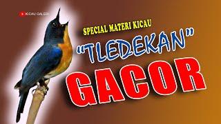 TLEDEKAN GUNUNG GACOR  Cocok Untuk Pancingan Dan Masteran kicau