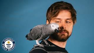 Apollo The Genius Parrot - Guinness World Records