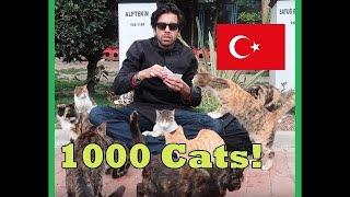 Istanbul Cat park Turkey. The City Of Cats