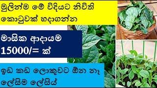 මාසික ආදායම 15000= ක නිවිති කොටුවක් විනාඩි පහෙන් හදාගන්න -  Spinach Plantation