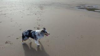 The Shetland Sheepdog A Loyal and Intelligent Companion