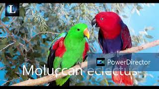 All Parrot names in English  Lite Studio 