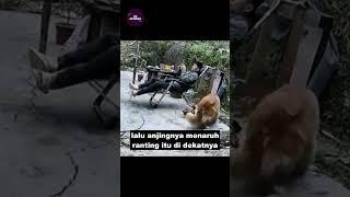 Anjing ini membawa malapetaka kepada majikannya