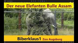 Der neue Elefant Assum im Zoo Augsburg