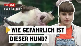 Wesenstest für Hunde Amstaff Terrier wird geprüft  rbb24 explainer