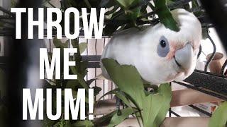 How to Throw a Parrot