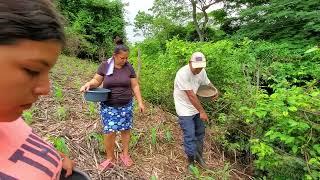 Ayudando a mi papá abonar la milpa.