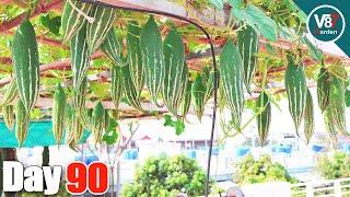 How to Grow Snake Gourd in Container From Seed to Harvest