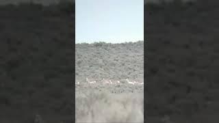 Antelope Race Across the Desert