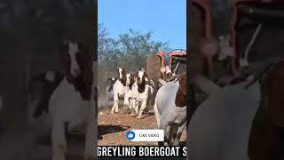 Greyling Boer Goats #boer #boergoat #farmanimals