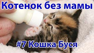 Котёнок без мамы. Кошка Буся #7  Актуально